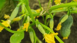 Aby ogórki dobrze owocowały, potrzebują m.in. regularnego podlewania. Co jeszcze wpływa na zwiększenie plonu?