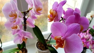 Dowiedz się, jak zrobić specjalną kąpiel na kwitnienie storczyków.