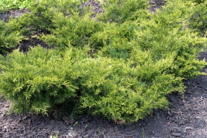 Jałowiec płożący doskonale sprawdzi się jako roślina okrywowa