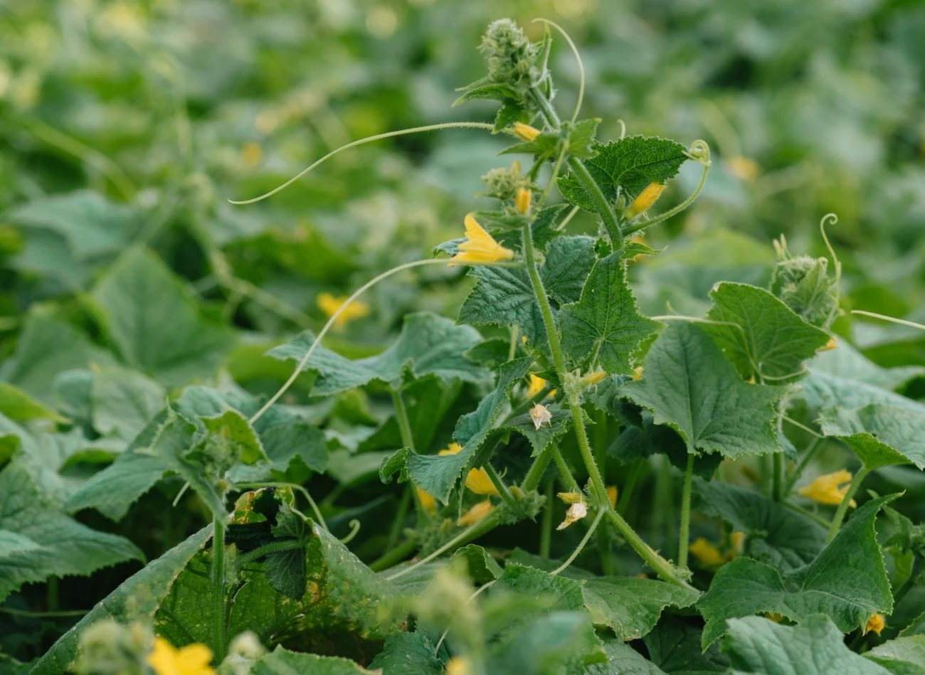 Bocznych pędów, czyli wilków, nie należy usuwać w ogórkach uprawianych w gruncie