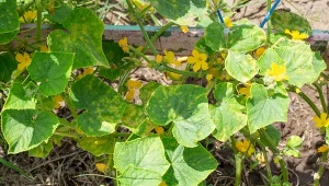 Zrób naturalną mieszankę i spryskaj ogórki. Będą wolne od chorób i szkodników i wydadzą obfite plony.