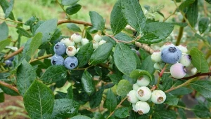 Sposób na duże owoce borówki amerykańskiej. Podlewaj często, ale uważaj z nawożeniem