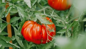 Latem pomidory potrzebują szczególnej kilku zabiegów, które przynoszą efekty w postaci zdrowych, soczystych owoców.