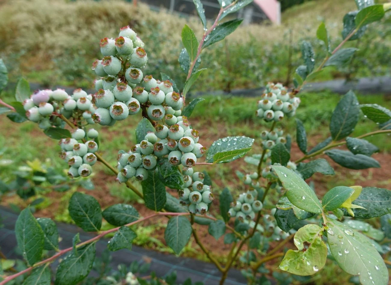 Młode krzewy borówki amerykańskiej potrzebują znacznie więcej wody niż starsze