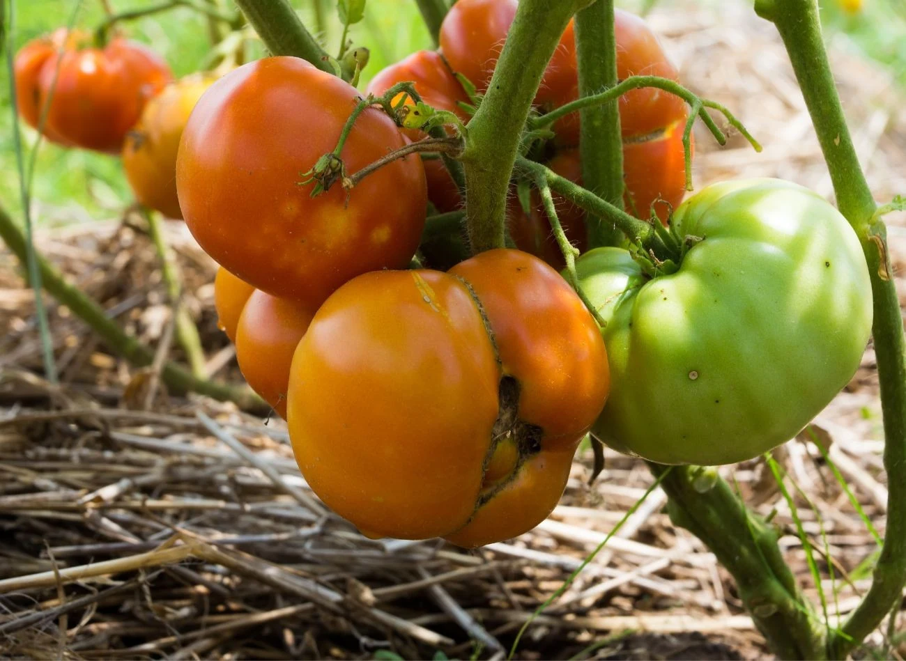 Ściółka zatrzymuje wilgoć w glebie, a także powstrzymuje szkodniki