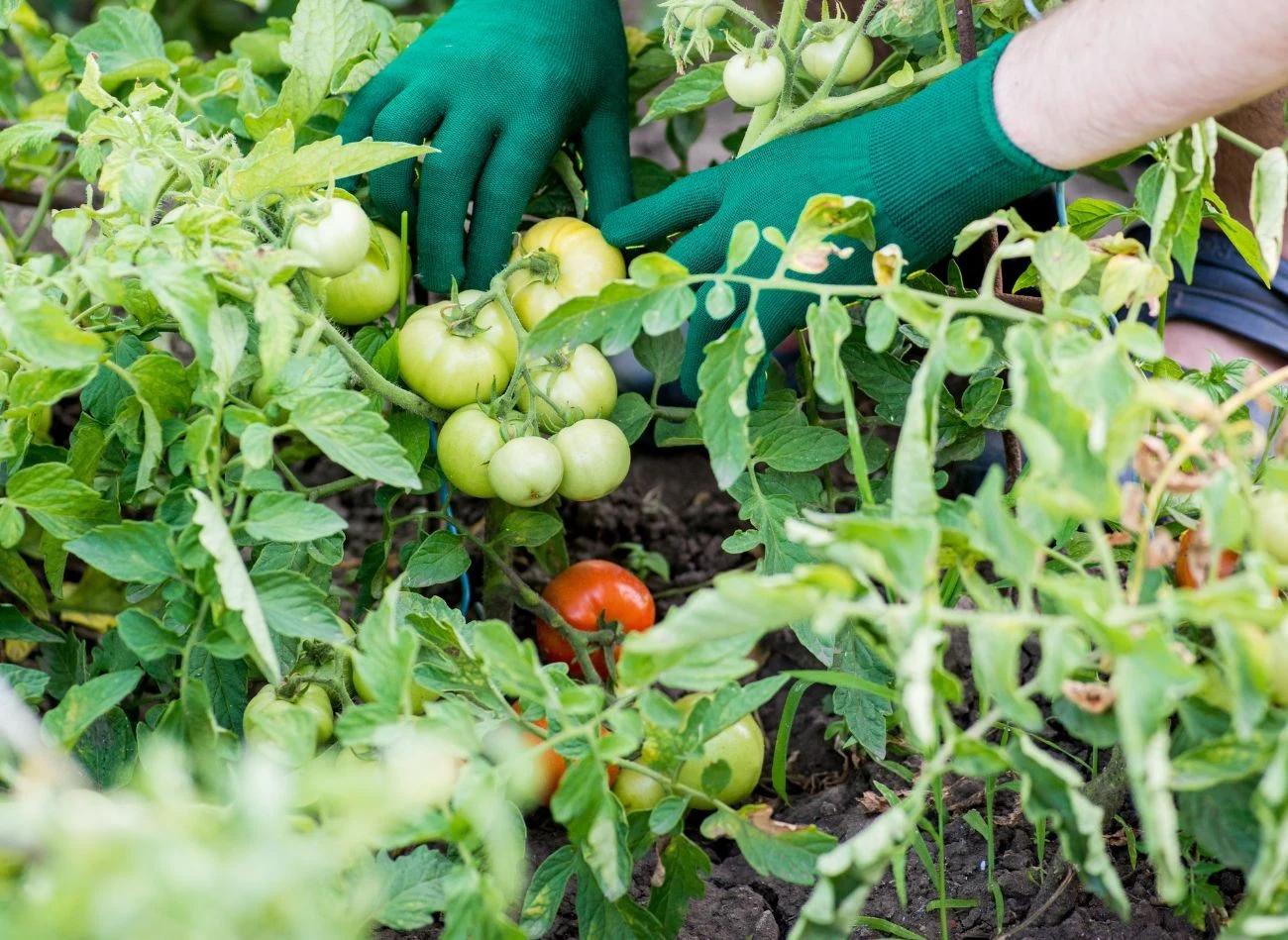 Pomidory trzeba podwiązać, gdy tylko krzaki zaczynają się uginać