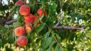 Poznaj najsłodsze odmiany brzoskwiń i najważniejsze zasady ich uprawy.