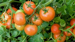 Podpowiadamy, jak dbać o pomidory na początku lata i czym je zasilać, by zdrowo owocowały.