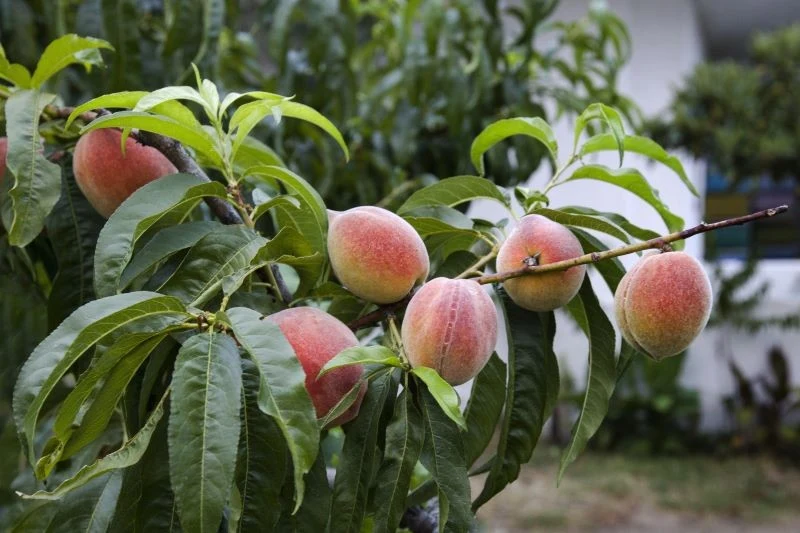 Uprawa brzoskwini w polskim ogrodzie się uda, jeśli będziemy pamiętać o kilku ważnych zasadach uprawy