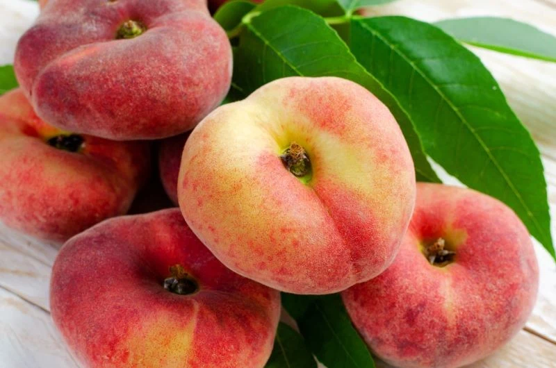 Brzoskwinia płaska 'Saturn' to jedna z ciekawszych propozycji do przydomowego ogrodu