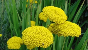 Zachwycająca bylina na słoneczną rabatę. Jak dbać o krwawnika wiązówkowatego, aby kwitł przez całe lato?