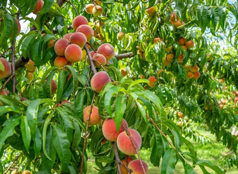 Co zrobić, żeby brzoskwinie uginały się od owoców