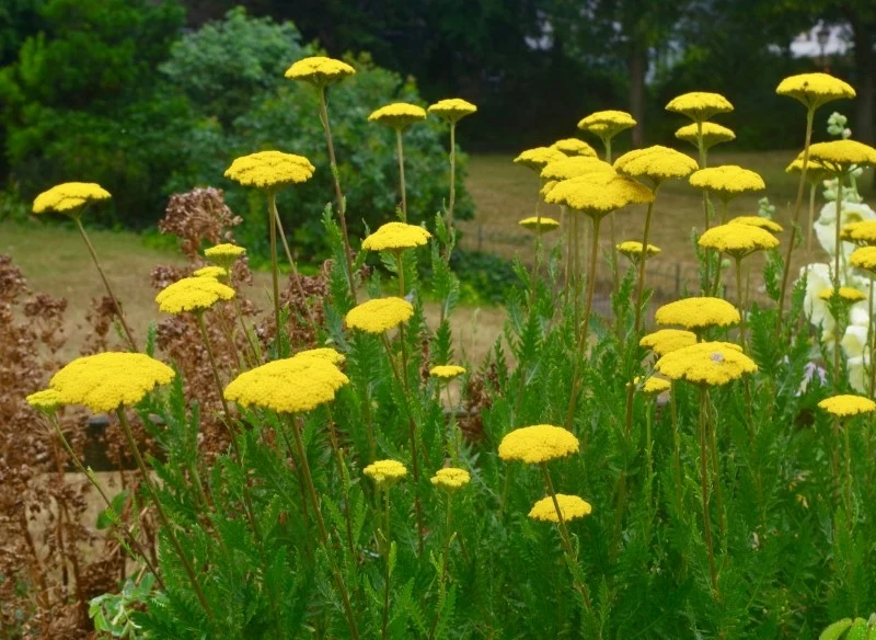 Krwawnik wiązówkowaty kwitnie przez całe lato, a czasem nawet do pierwszych przymrozków