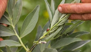 Walkę z mszycami należy rozpocząć jak najszybciej. Inaczej w mig opanują twój ogród.