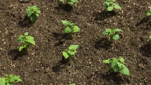 Początek lipca to dobry czas, by posadzić fasolkę. Jak to zrobić, by długo plonowała?/CnavaPro