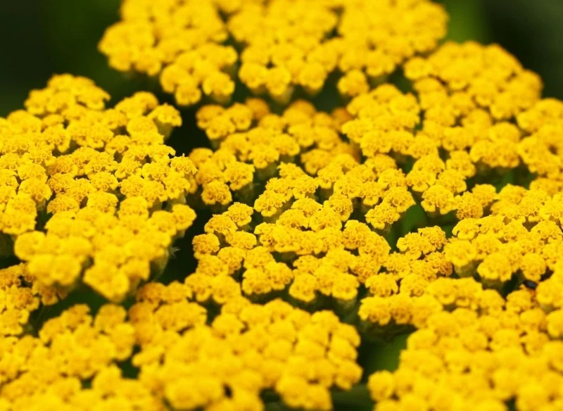 Małe, intensywnie żółte kwiaty krwawnika wiązówkowatego zebrane są w gęste i koszyczkowate baldachogrona