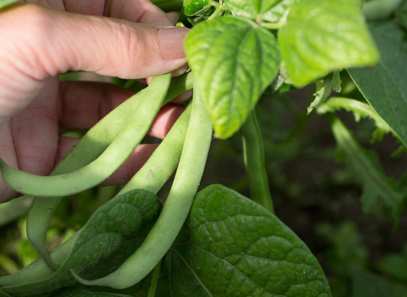 Okres wegetacyjny fasoli wynosi od 60 do 80 dni