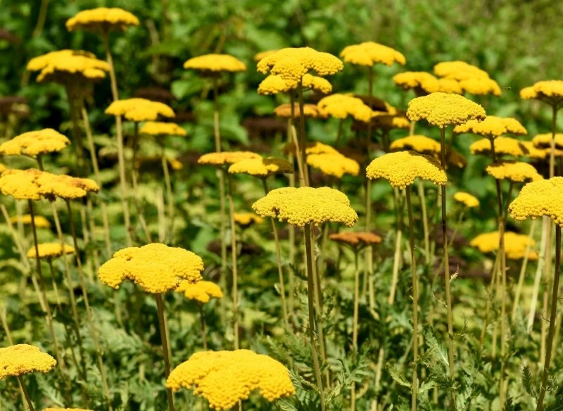 Krwawnik wiązówkowaty jest nie tylko dekoracyjny i łatwy w uprawie, ale również posiada liczne właściwości lecznicze