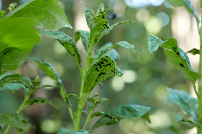 Mszyce żerują w licznych koloniach, czasem liczących po kilkaset osobników