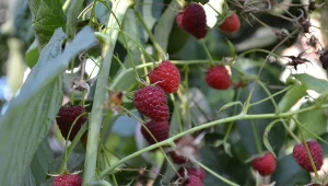 Sprawdź, dlaczego warto ściółkować maliny.