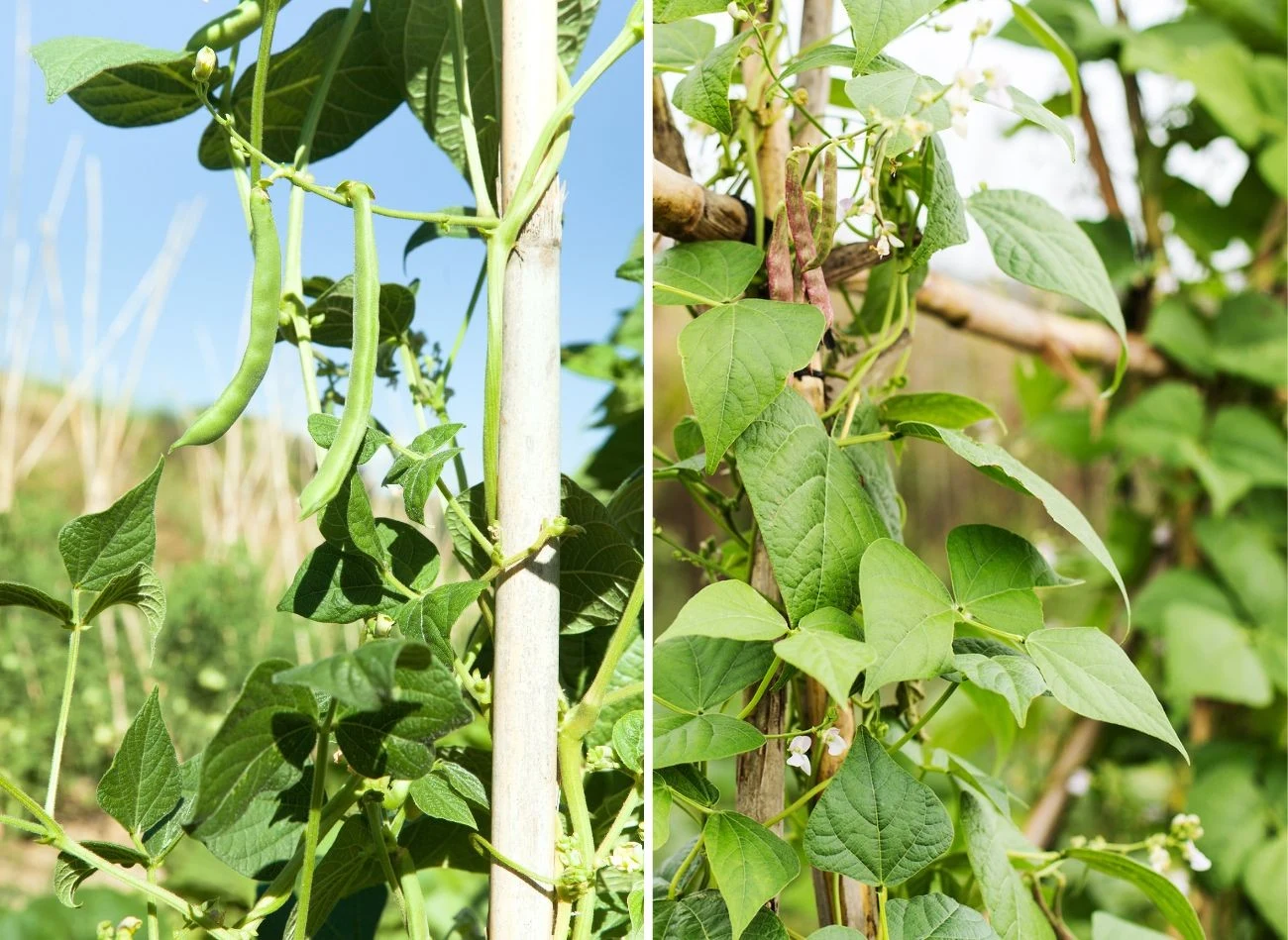 Podpory to nieodzowny element w uprawie i pielęgnacji fasoli