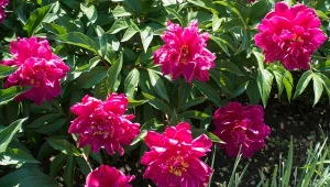 Termin i sposób sadzenia piwonii decydują o sukcesie uprawy tych roślin.