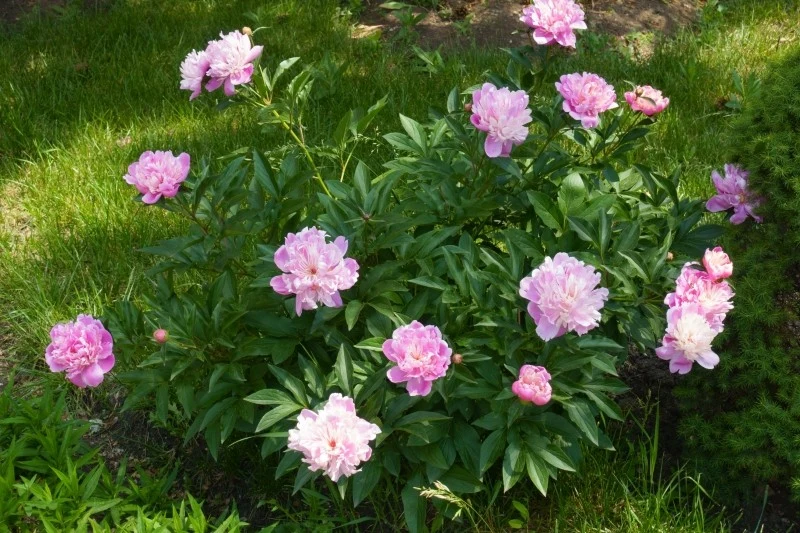 Piwonie najlepiej sadzić na przełomie sierpnia i września