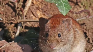 Nornice potrafią zniszczyć cały ogród, pogryzając korzenie. Jak skutecznie się ich pozbyć ?