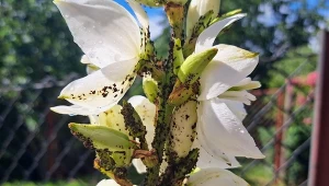 Mszyce żywią się sokami z liści i pędów, a także roznoszą wirusy./Deccoria.pl