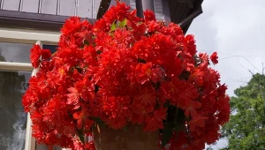 Wyjaśniamy, jak uprawiać begonie w doniczkach.