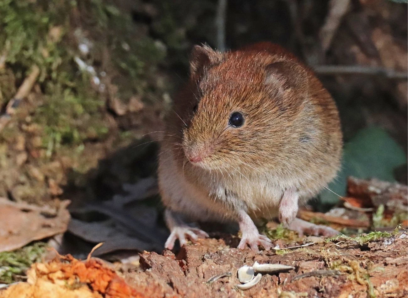 Nornica ma rudawe futro, która w stronę brzucha przechodzi w szary kolor