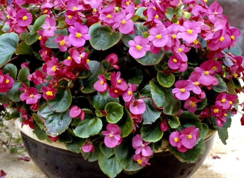 Begonie stale kwitnące mogą długo zdobić balkon lub taras
