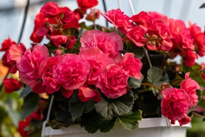 Różowa begonia bulwiasta może być uprawiana w donicy