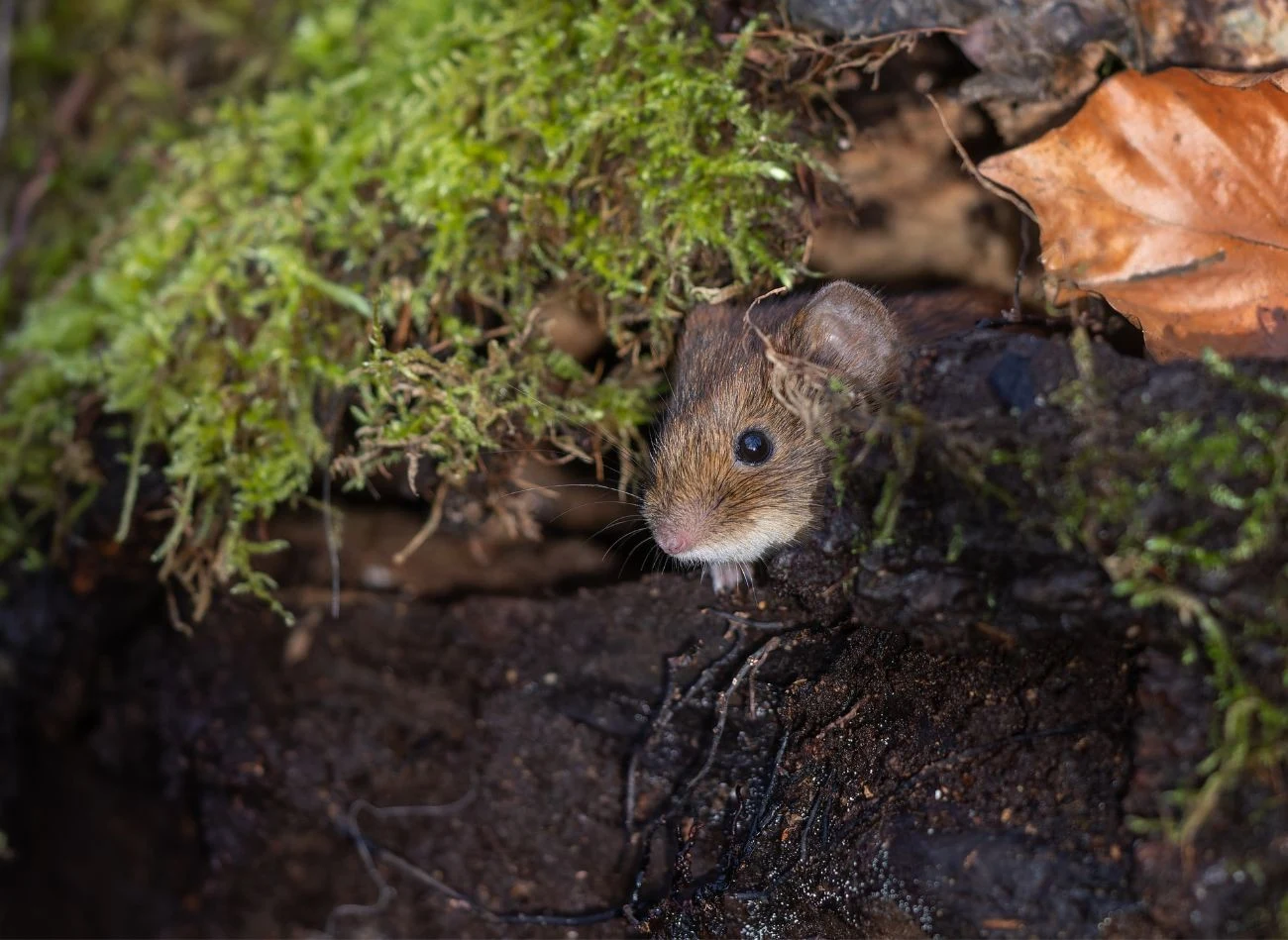 Nornice najczęściej szukają wilgotnych i niezagospodarowanych przestrzeni