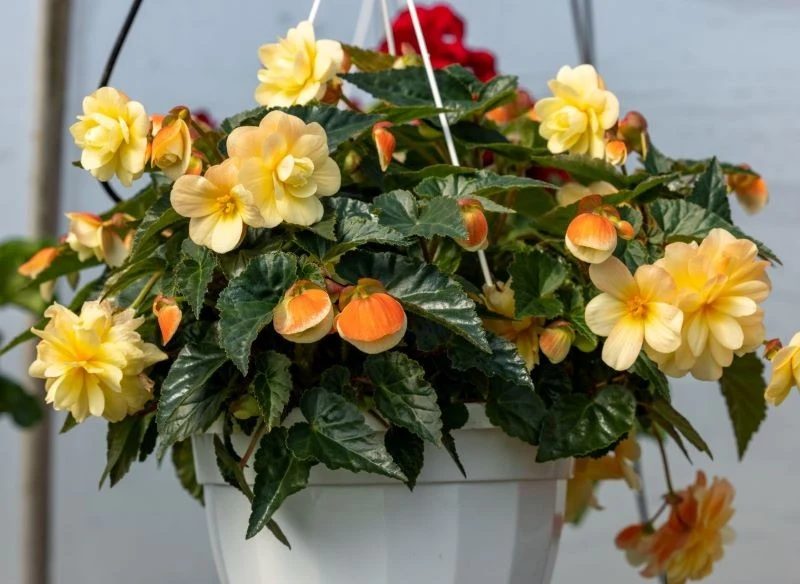 Lekka i przepuszczalna ziemia jest niezbędna, jeśli liczymy na powodzenie w uprawie begonii w doniczce