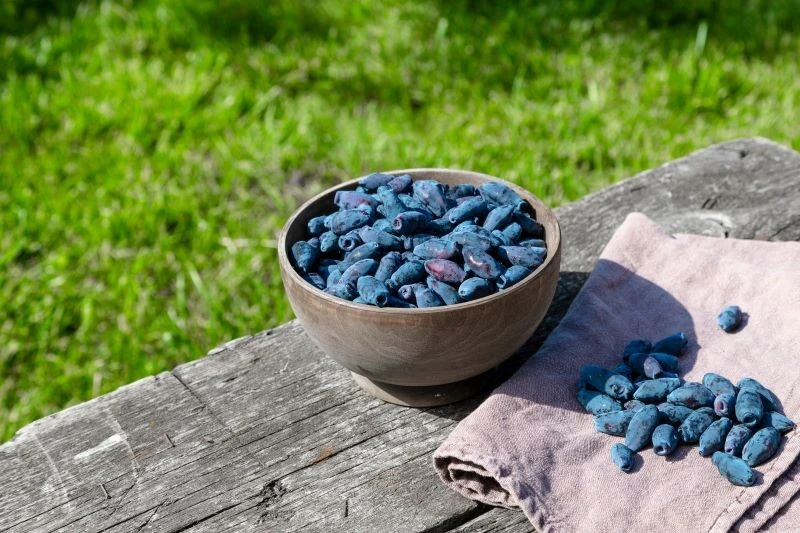 Jeśli będziemy trzymać się kilku zasad, owoce jagody kamczackiej będą dużo słodsze