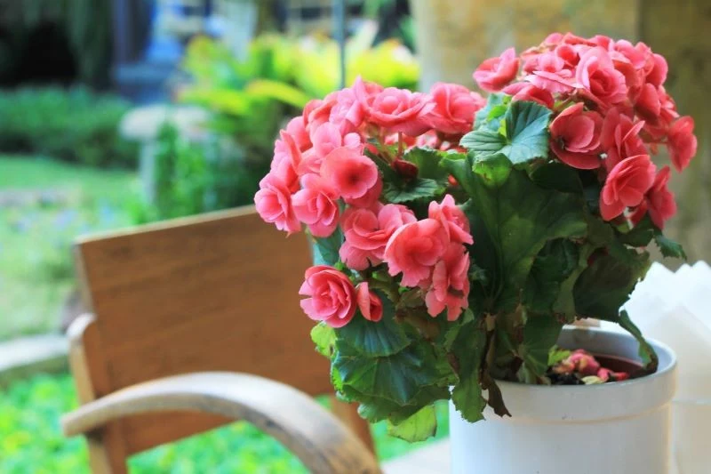 Begonie potrzebują dostępu do rozproszonego światła