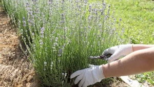 Jak rozmnażać byliny kwitnące? Poznaj skuteczny sposób, dzięki któremu pozyskasz nowe rośliny bez ukorzeniacza.