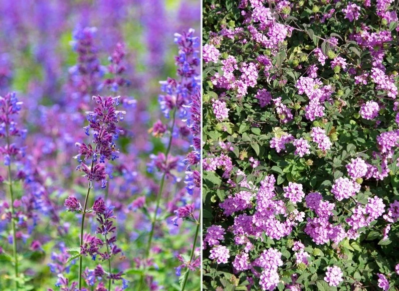 Niektóre byliny kwitnące można rozmnożyć w czerwcu