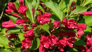 Krzewuszka może być dużym, rozłożystym krzewem lub miniaturowa byliną, która sprawdzi się w małym ogrodzie.