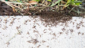 Czy mrówki w ogrodzie są szkodliwe?