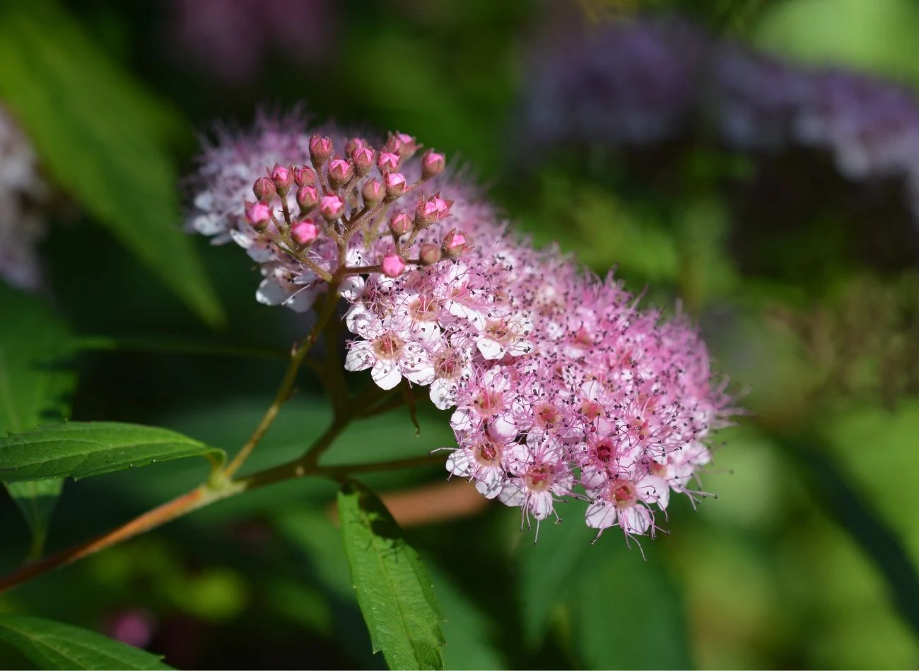 Tawuła japońska ma wiele miniaturowych odmian