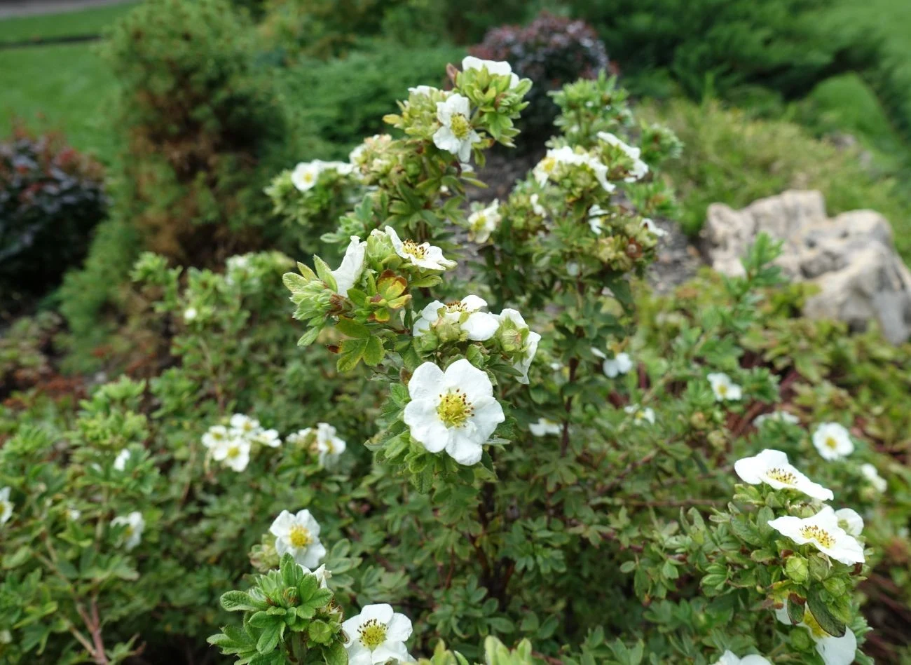 Pięciornik krzewisty, również w wersji mini, kwitnie cały sezon