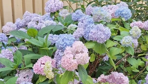 Wiele roślin w ogrodzie, m.in. hortensje, potrzebują kwaśnego podłoża. Jak dokwasić glebę w naturalny sposób?