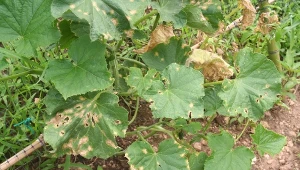 Co zrobić, gdy liście ogórka żółkną? Zwróć uwagę na ich pielęgnację oi zastosuj specjalną "herbatę".