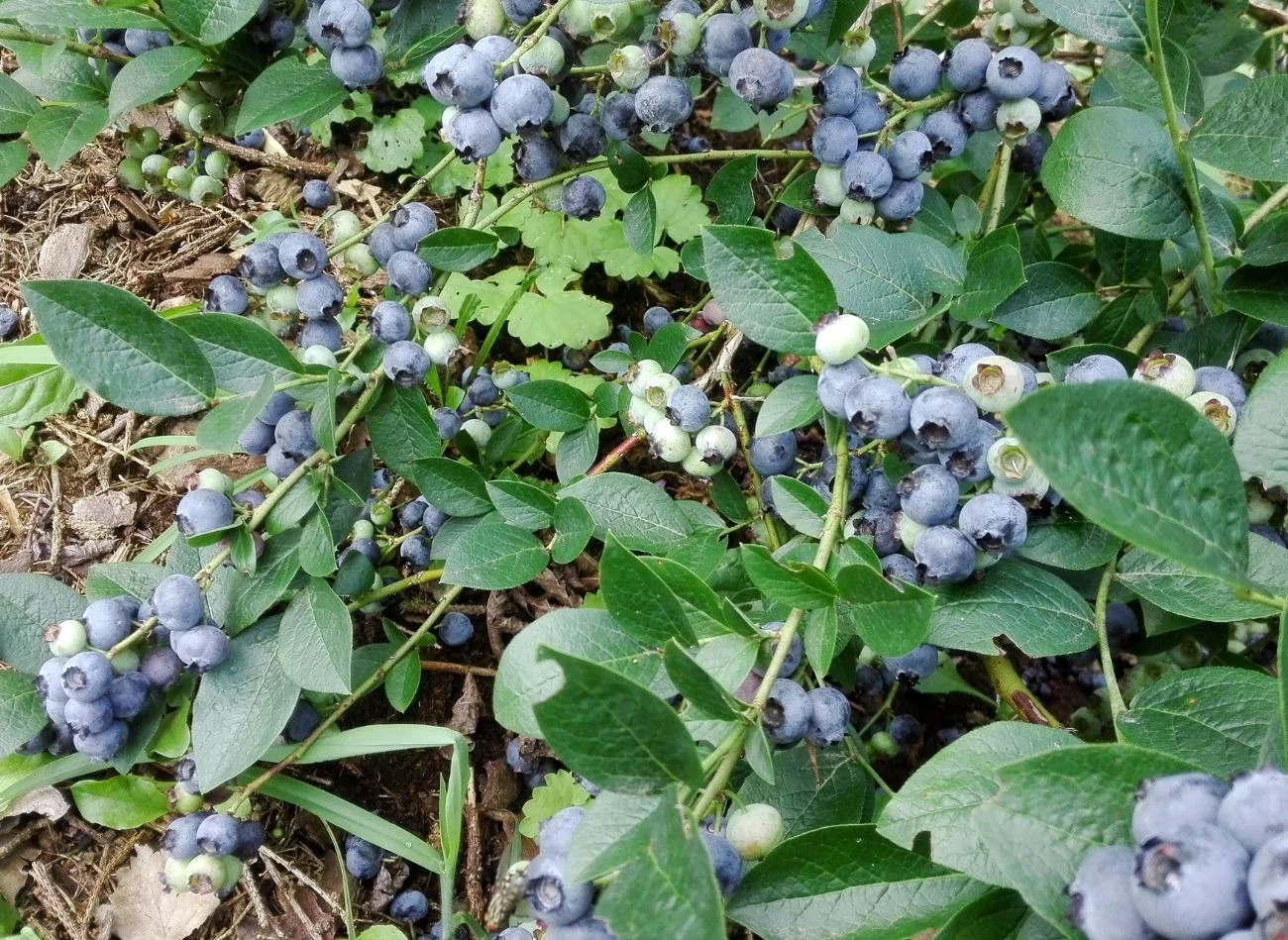 Borówka amerykańska jest krzewem kwasolubnym, potrzebuje odpowiedniego podłoża, by prawidłowo rosnąć