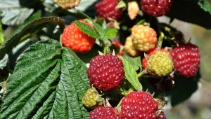 Maliny atakuje wiele groźnych szkodników. Jak z nimi walczy, a przede wszystkim zapobiegać żerowaniu?