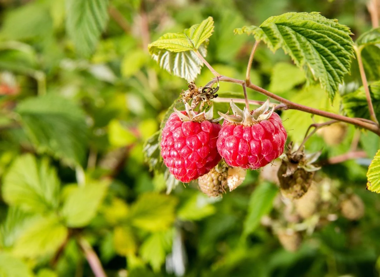 Niezauważone szkodniki malin mogą zniszczyć nawet 80 proc