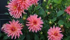 Dalie to jedne z kwiatów, które warto uszczykiwać.