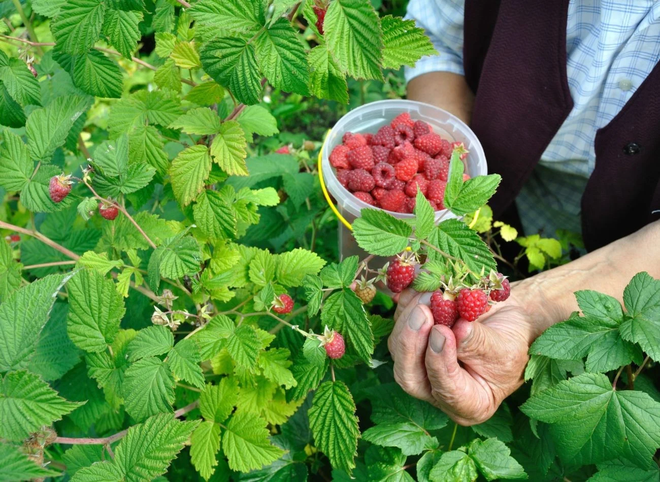 Opryski na bazie naturalnych składników dają gwarancję zdrowych plonów malin